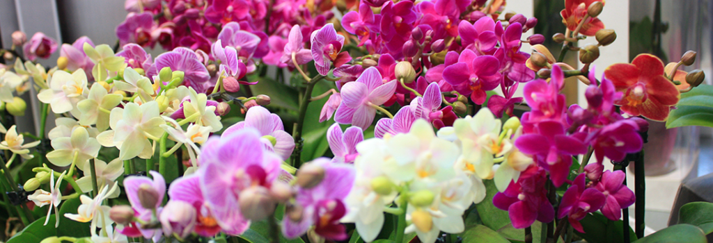 Levoplant orchideeënkwekerij