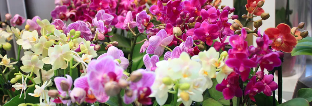 Levoplant orchideeënkwekerij